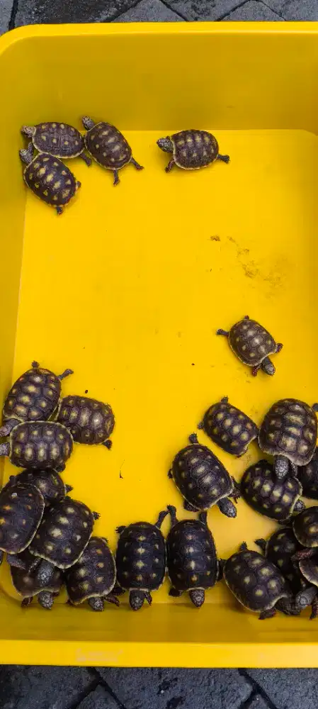 Redfoot 6,5-7cm'an Merah menyala