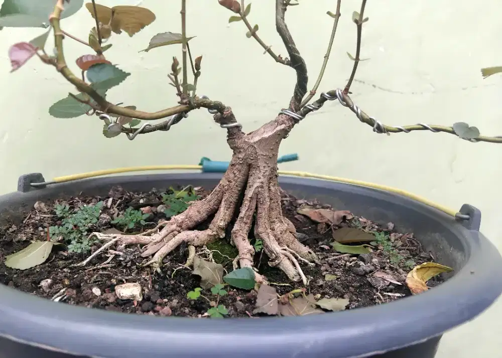 Bonsai Waru merah