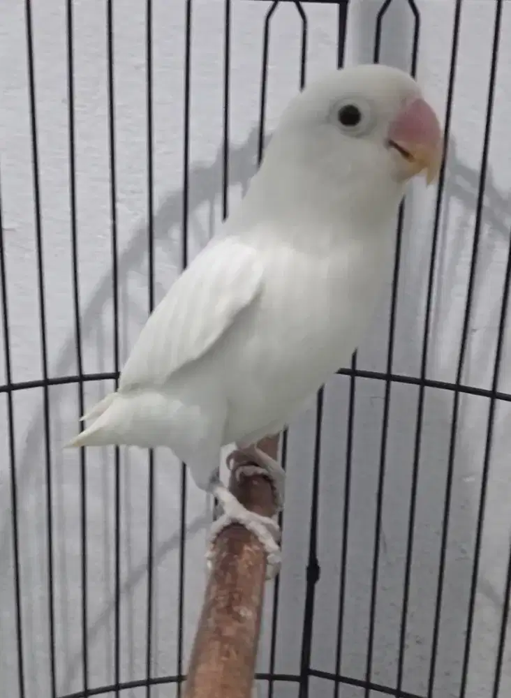 Lakbet dewasa putih bersih kinclong