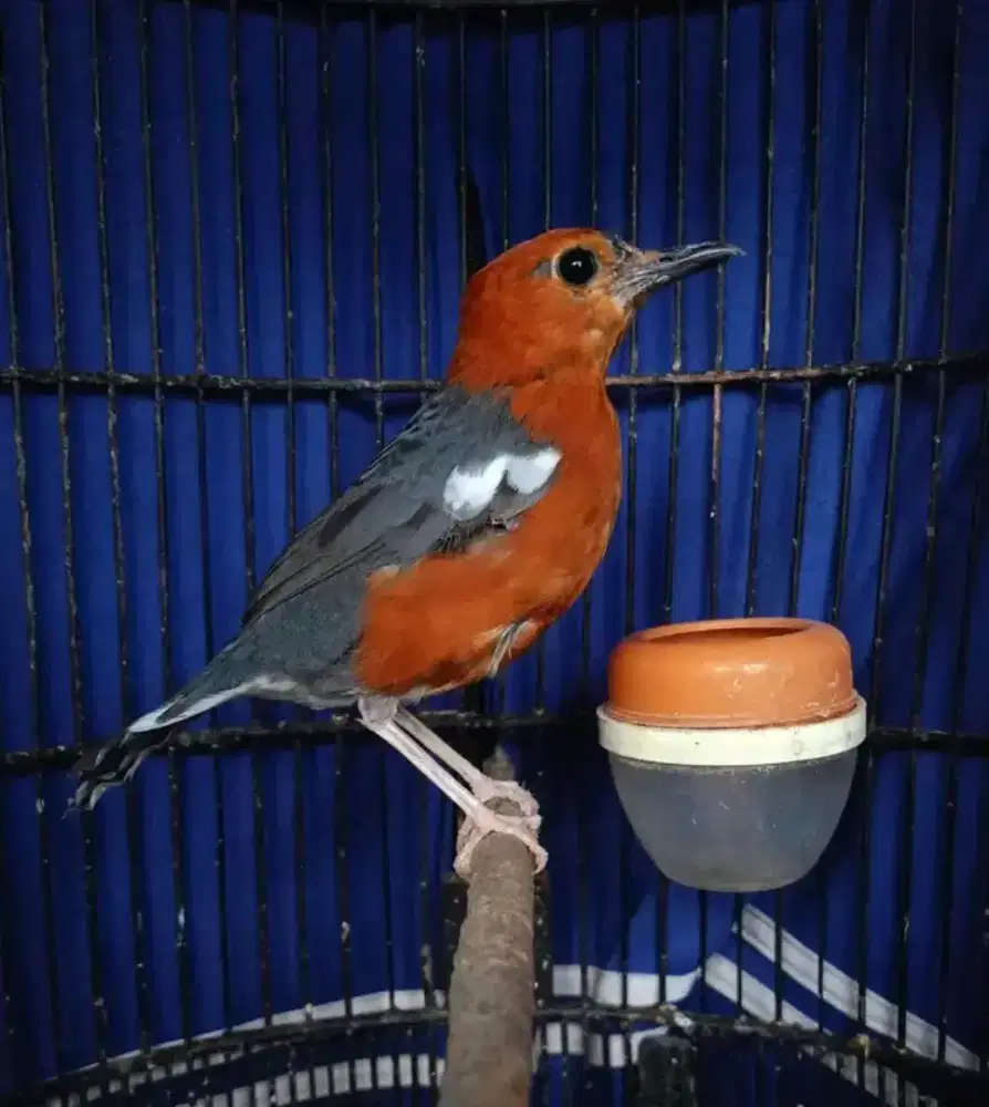 Anis merah muda hutan giras lokal sumedang garansi jantan