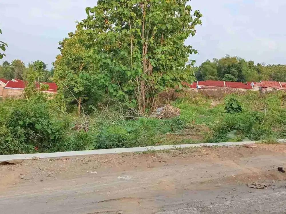 Tanah Jeruk Sawit 4.7 Hektar, Banyu Urip, Zona kuning, Gondangrejo, Karang Anyar