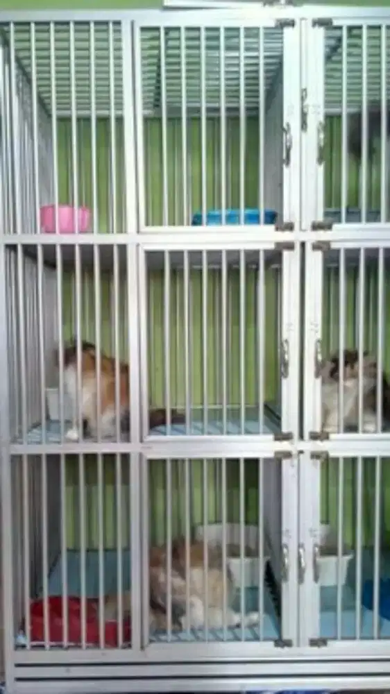 PENITIPAN khusus KUCING di PET SHOP FELIX PURWOREJO