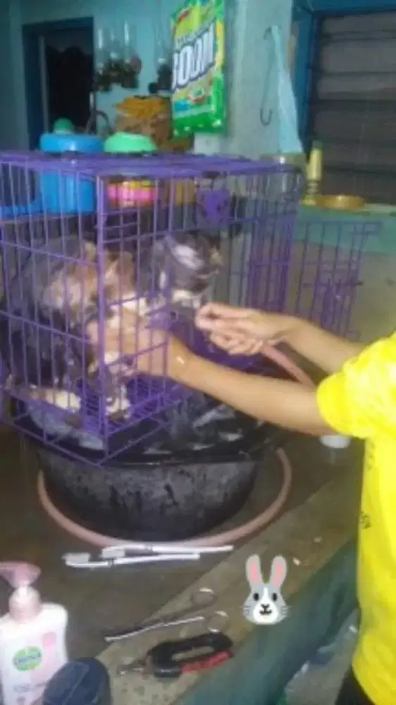 GROMING khusus KUCING di PET SHOP FELIX Purworejo