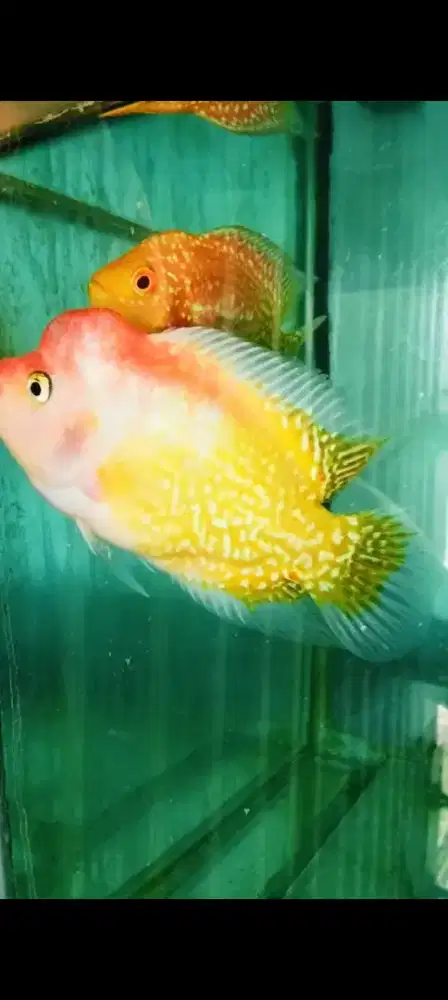 Louhan golden base kamfa