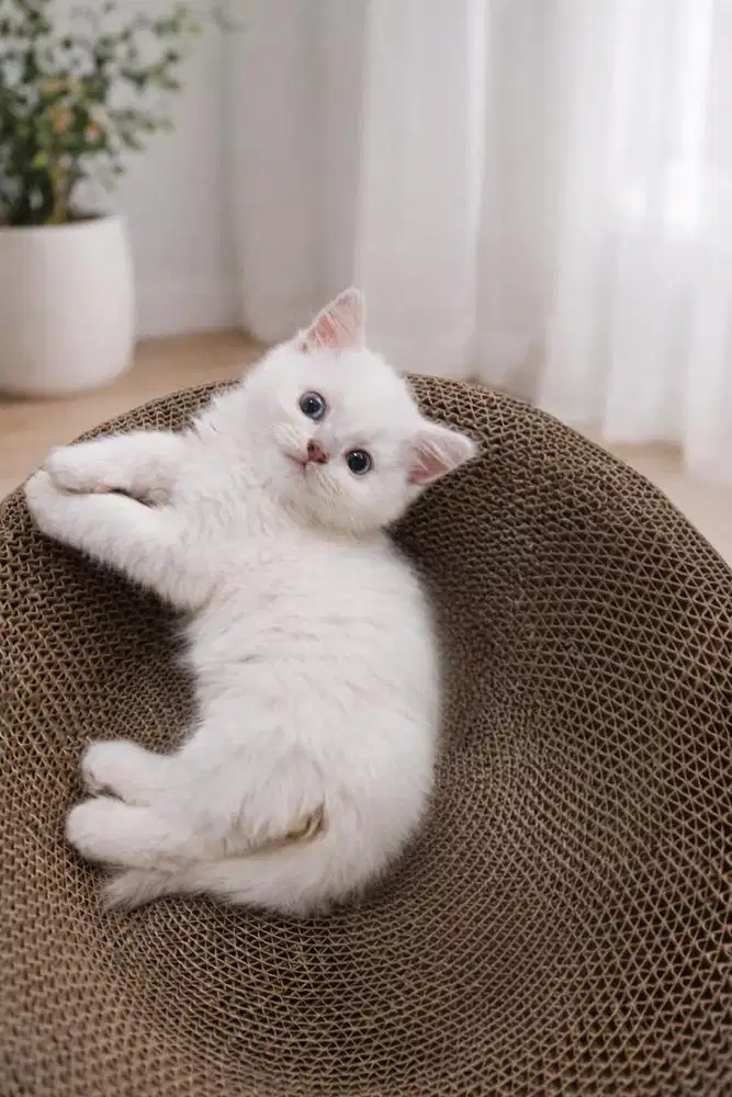 Kitten BSH (british short hair) jantan