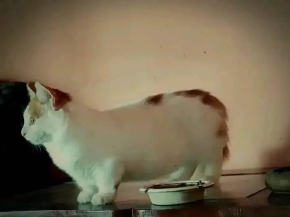 Kucing munckhin jantan 2thn