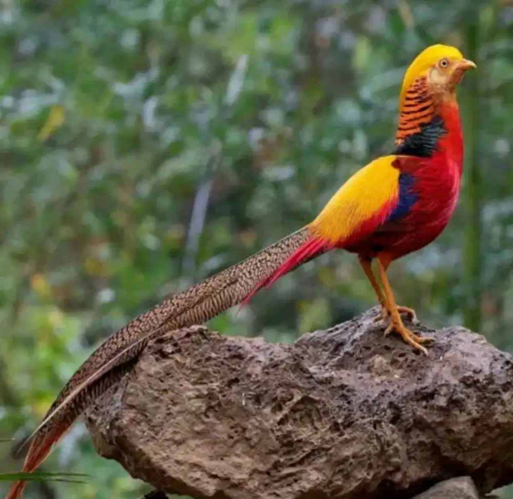 Golden Pheasant