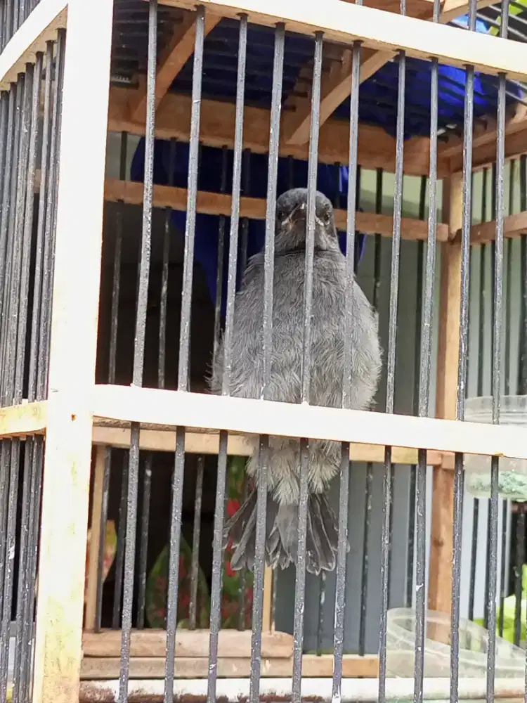 Srigunting anakan jantan