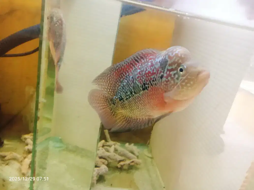 Louhan kamfa f3 mata putih