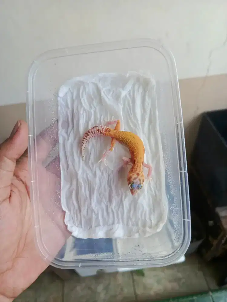 Leopard gecko baby