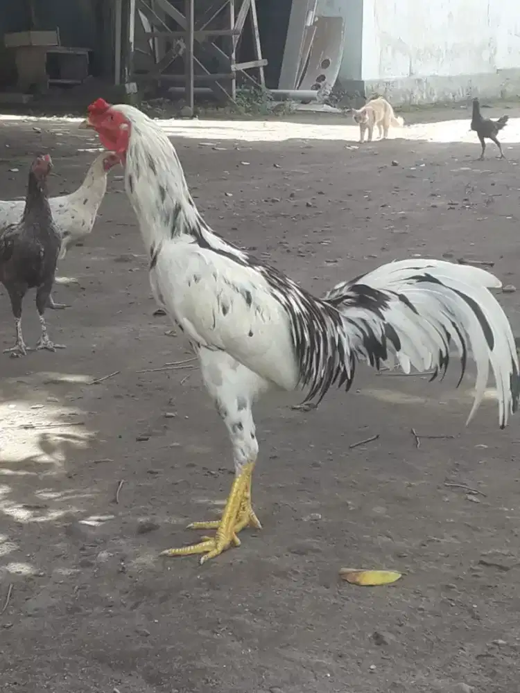 Ayam Jago Kampung Muda Umbaran