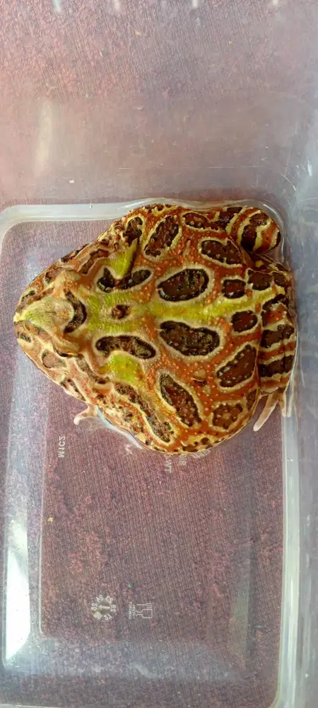 PACMAN FROG 9-10CM FEMALE