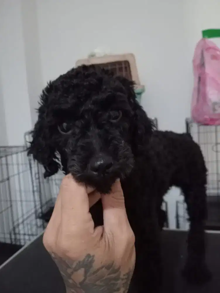 Di jual Poodle Toy black