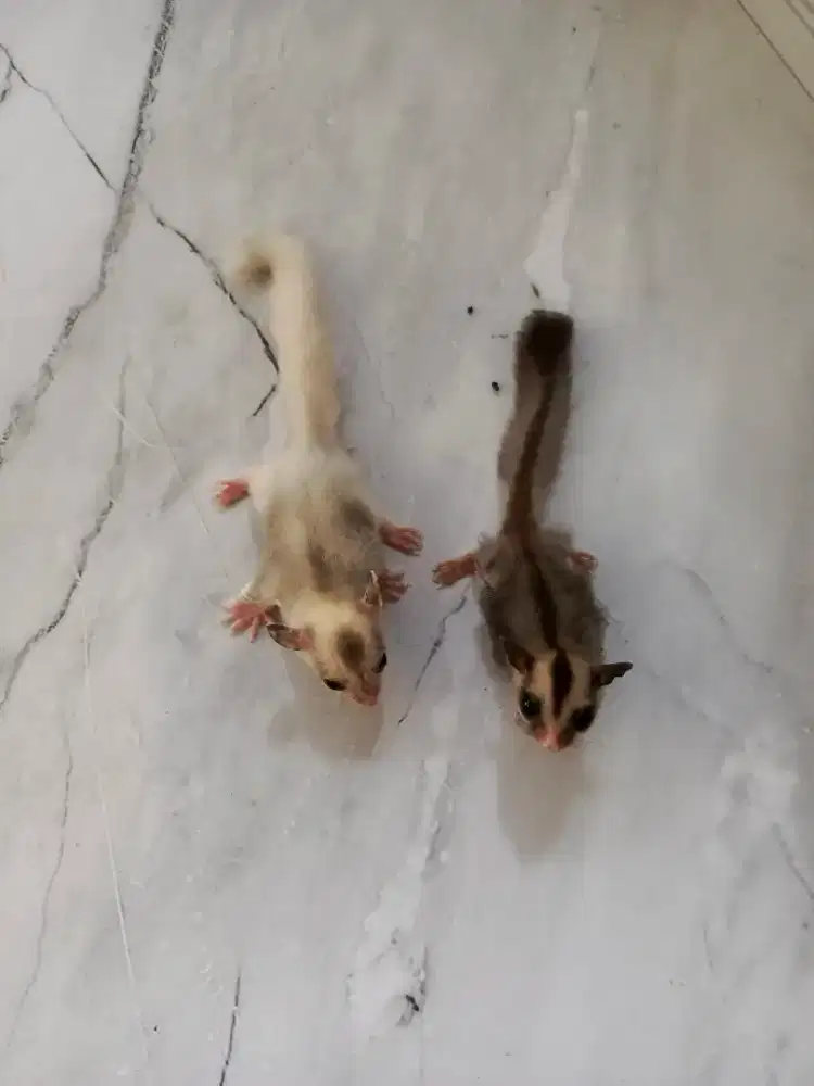 Sugar glider sepasang joey murah