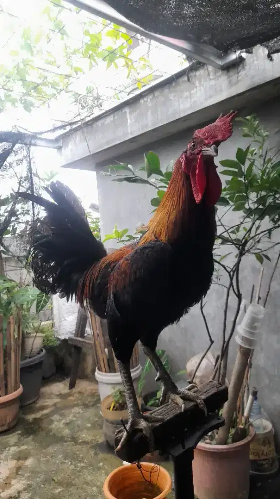 Ayam ketawa rajin kokok