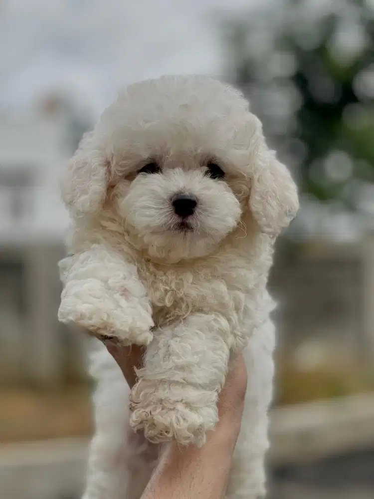 teacup poodle jantan