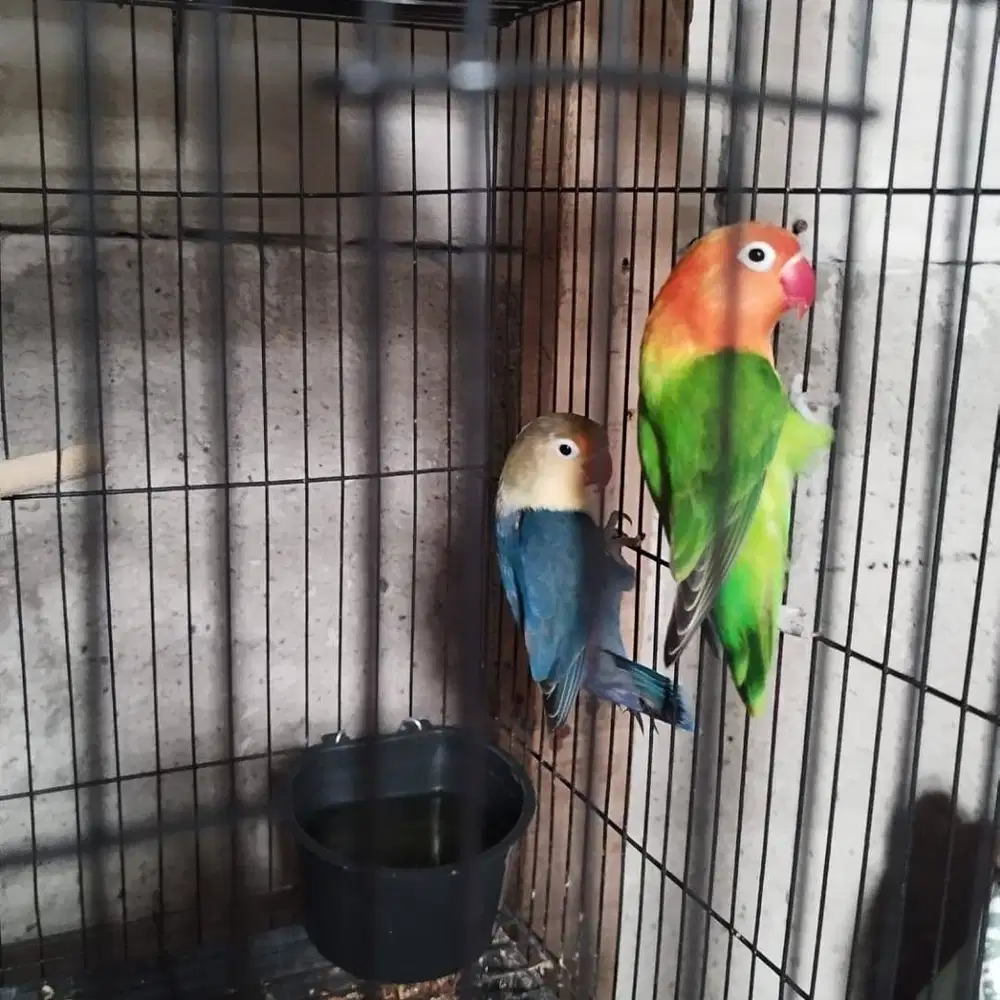 Burung lovebird love bird biola green x parblue mangsi pasangan baru