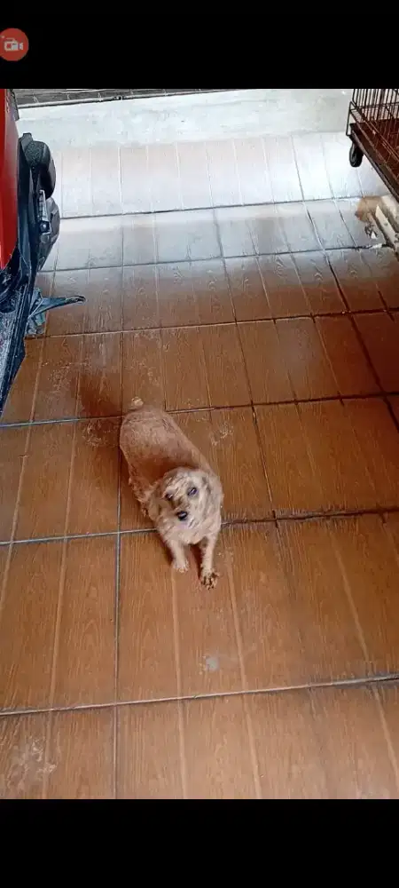 Indukan poodle size kecil..baru dipangkas