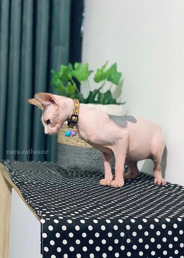 kucing sphynx jantan bandung