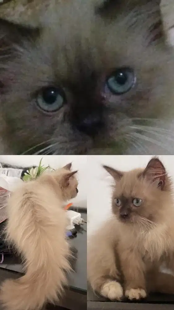 Kitten jantan ragdoll