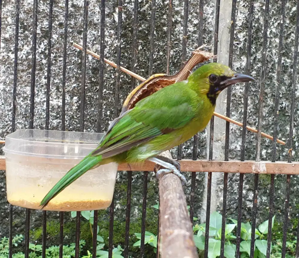Jomin rawatan bukan bahan