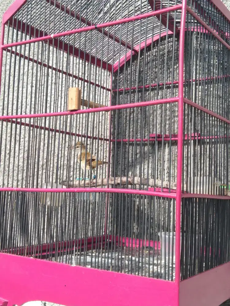 kerak basih alis putih