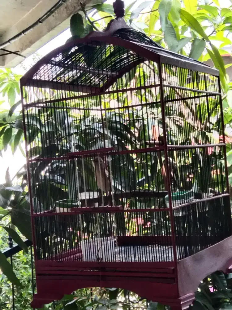 kerak basih alis putih