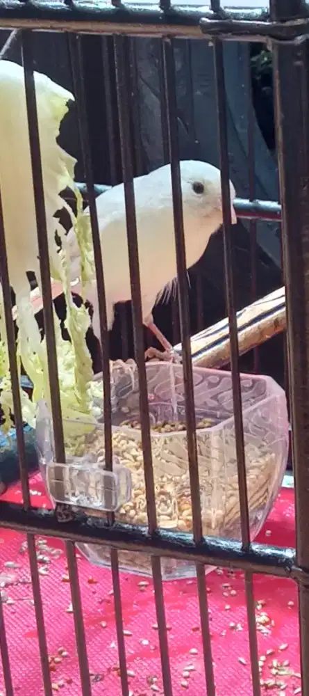 Burung kenari pocong gacoran fulset kandang ebod ÷ krodong