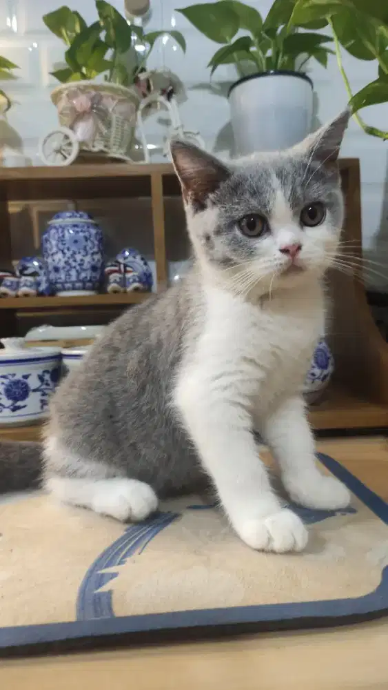 Bsh bicolor 3 bulan betina