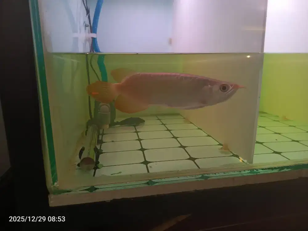 Arwana Super Red 25cm