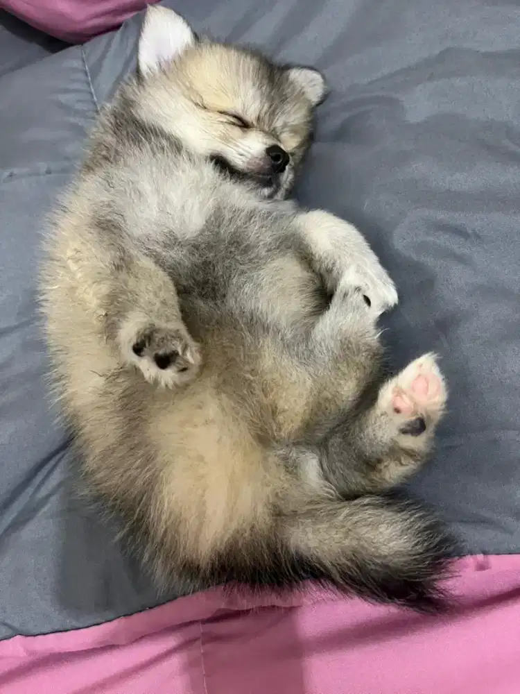 Puppy Pomerian mixed Cihuahua