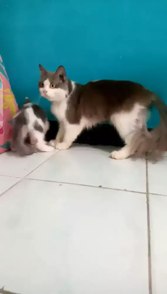 persia medium betina+anaknya