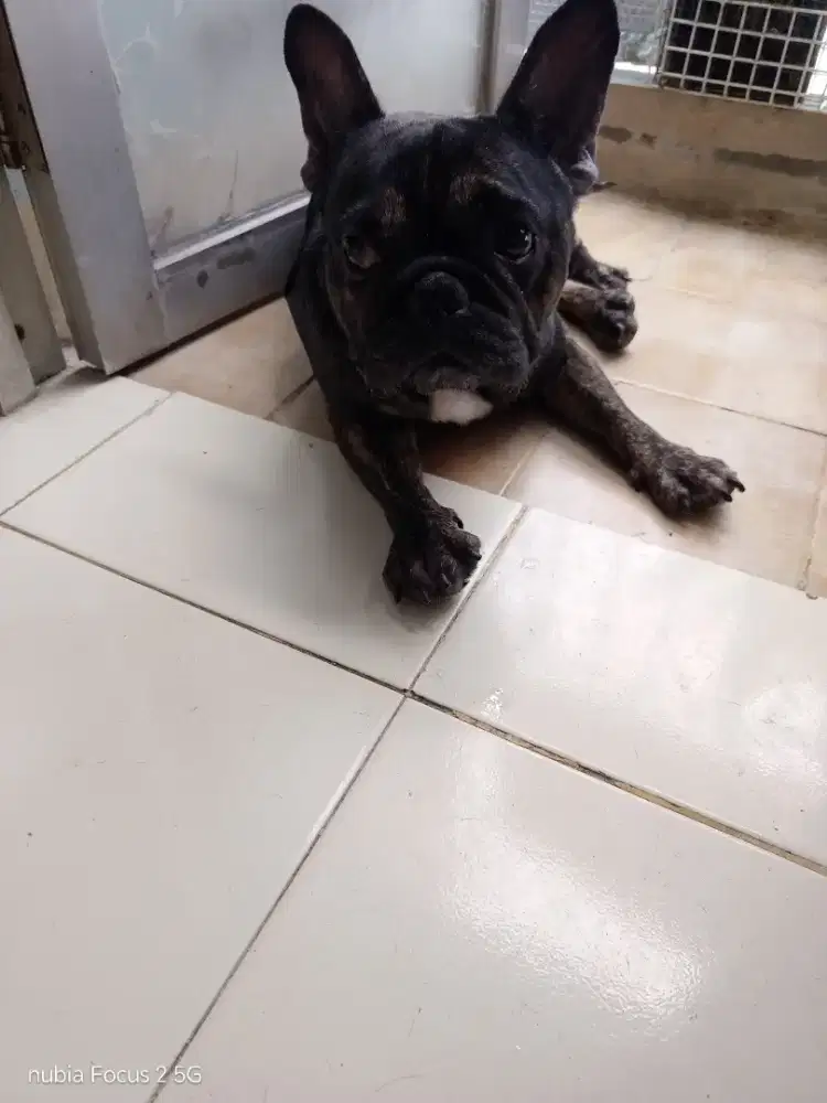 Dijual French bulldog 1.700.000