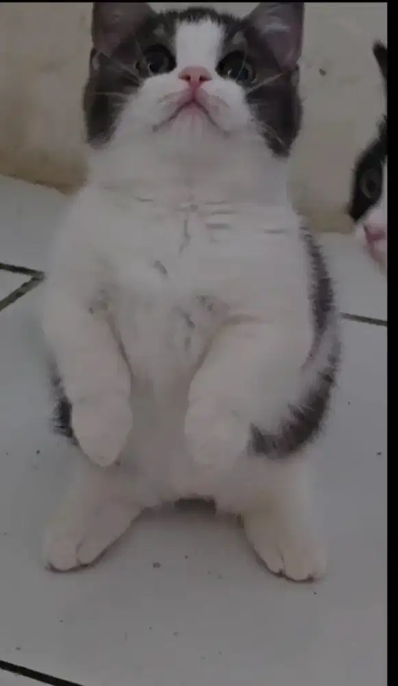 MUNCHKIN BSH BRITISH SHORTHAIR BETINA