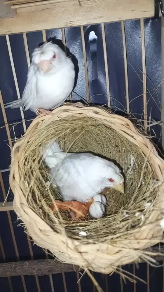 Emprit jepang mata merah jambul