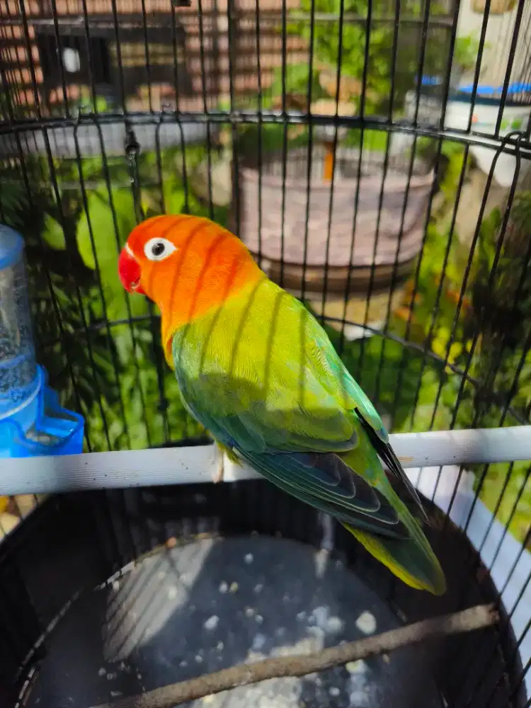 Lovebird biola PB ewing