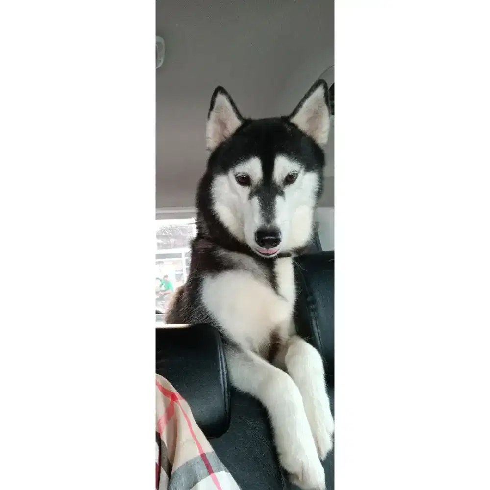 Jasa Membantu Anjing Lahiran