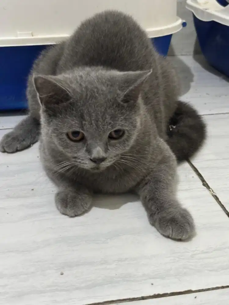 Lepas adob kitten bsh /nego