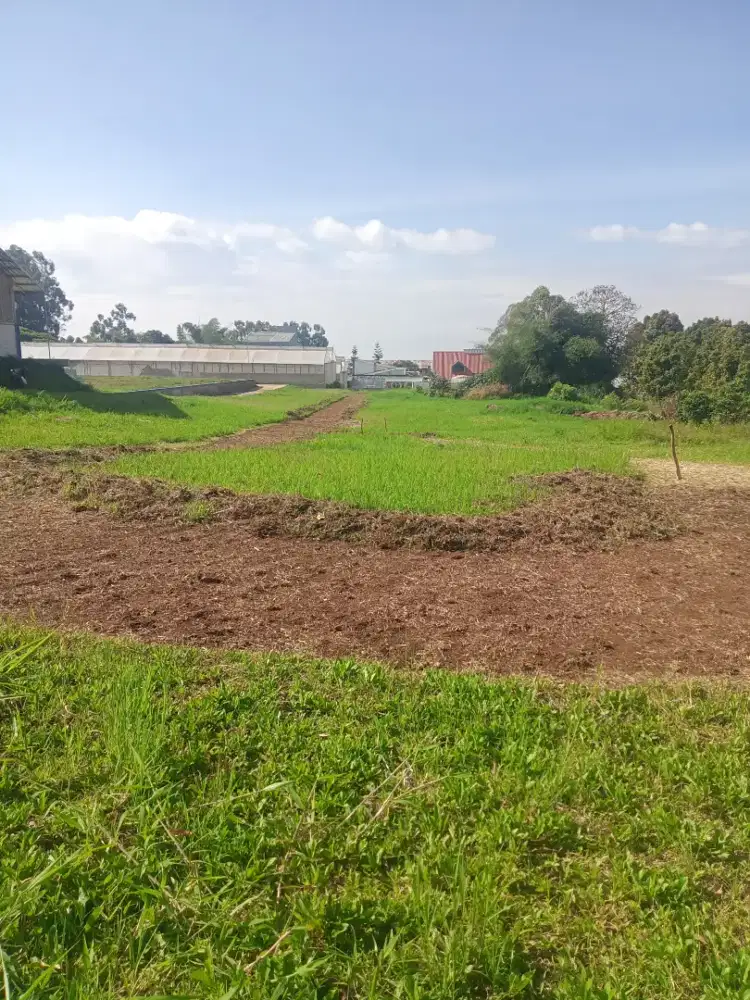 Jasa potong rumput/dan tebang pohon