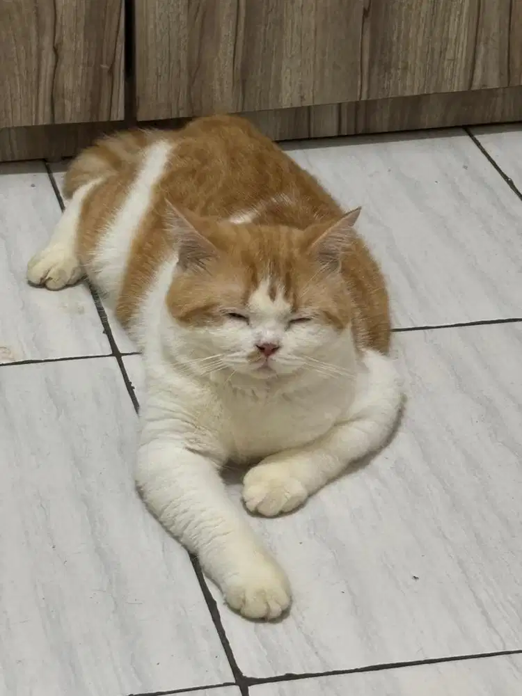 Lepas adop kucing bsh / nego