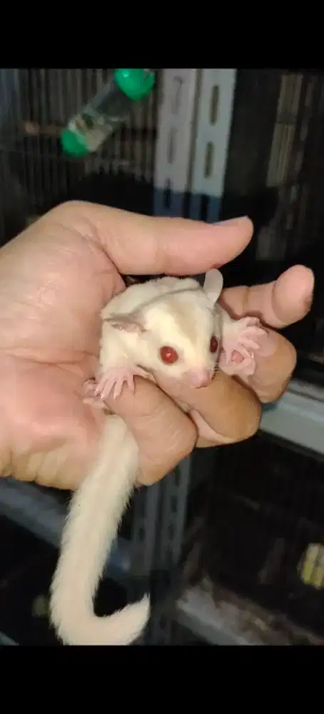 jual sugar glider cremino betina