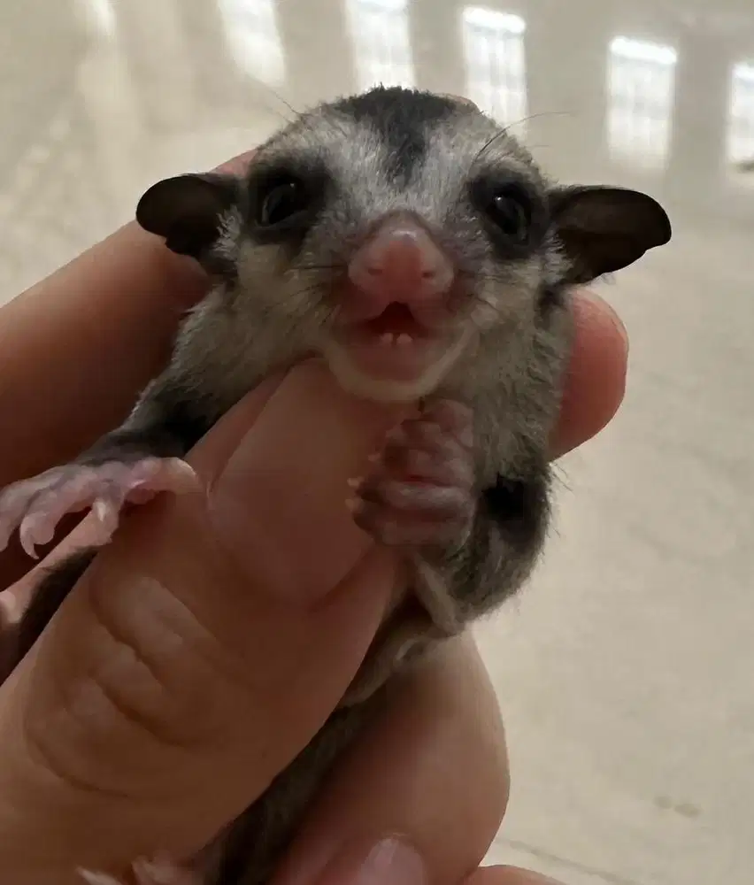 Sugar Glider Joey OOP 2 mingguan