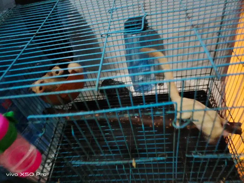 jual sugar glider cremino jantan dan atau betina