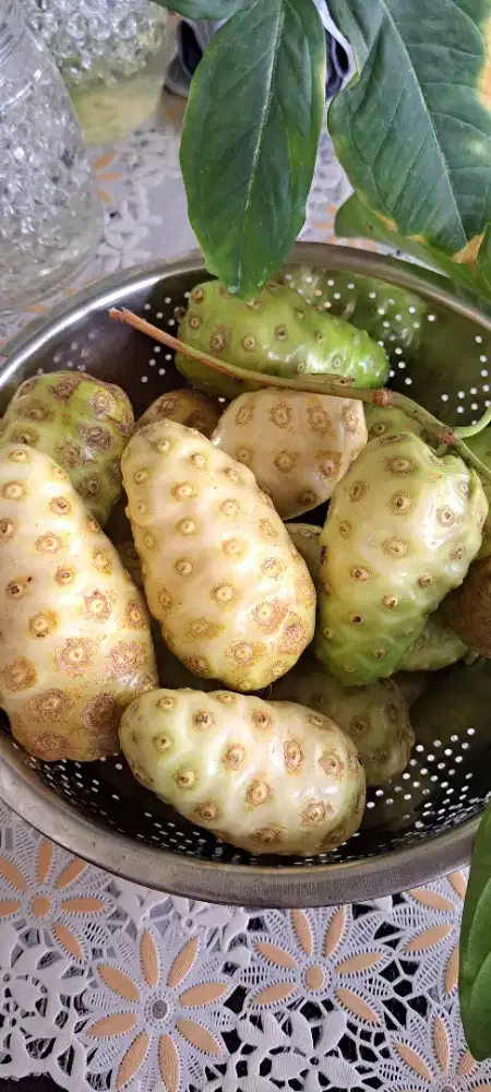 Buah mengkudu masak pohon