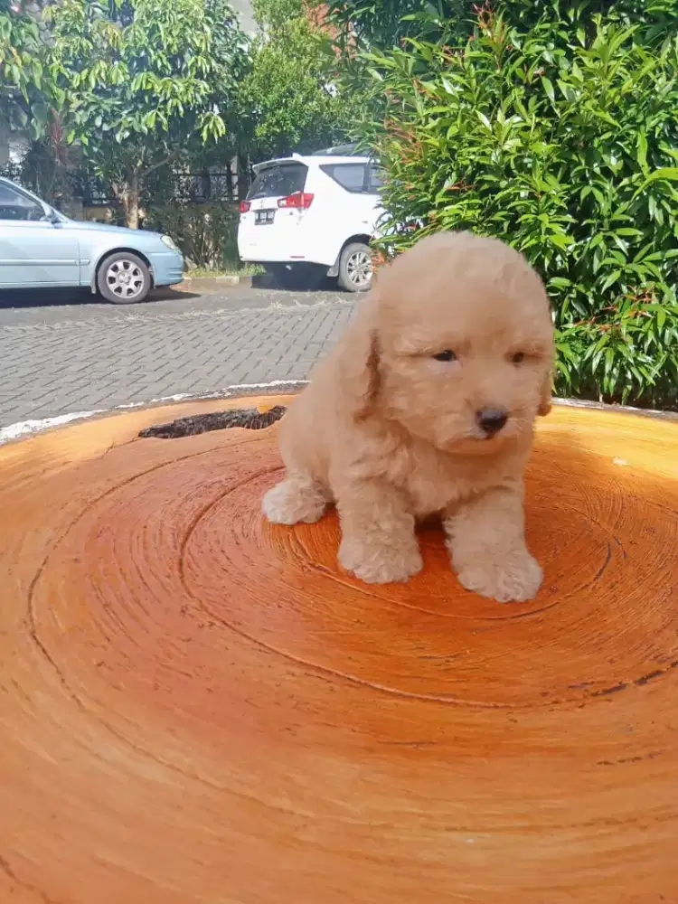 Poodle apricot jantan