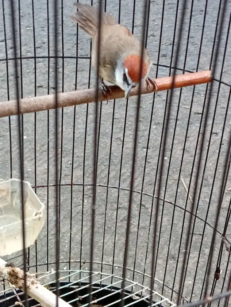 Burung kaso kaso bunyi semaunya