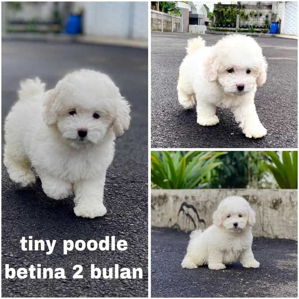 White Teacup Poodle