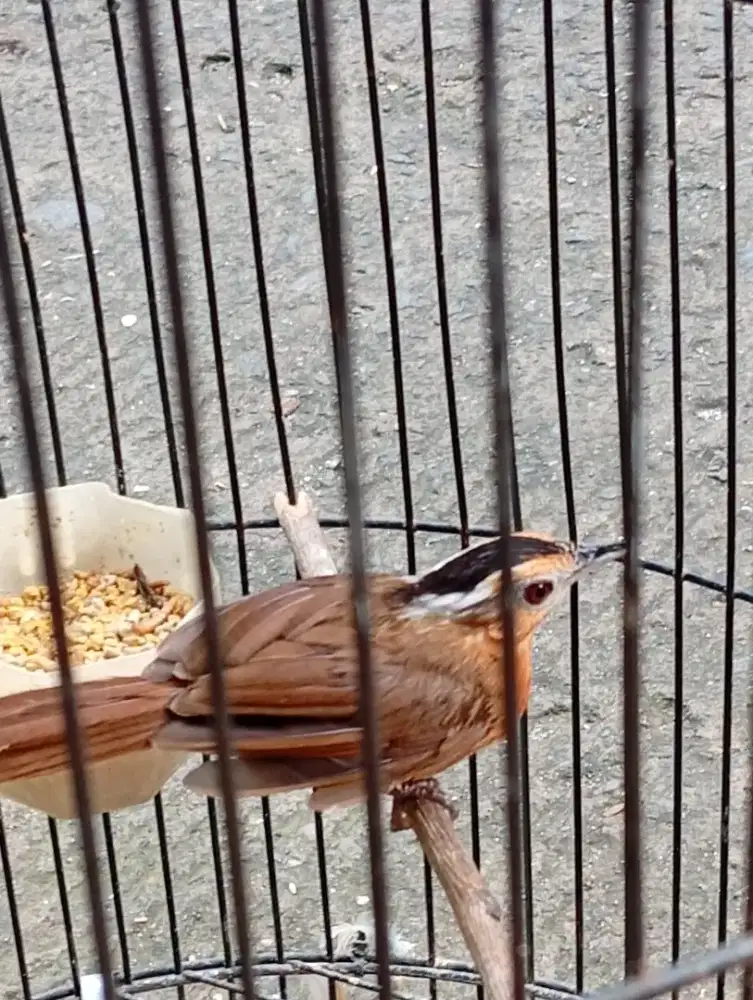 Burung kancilan bunyi semaunya