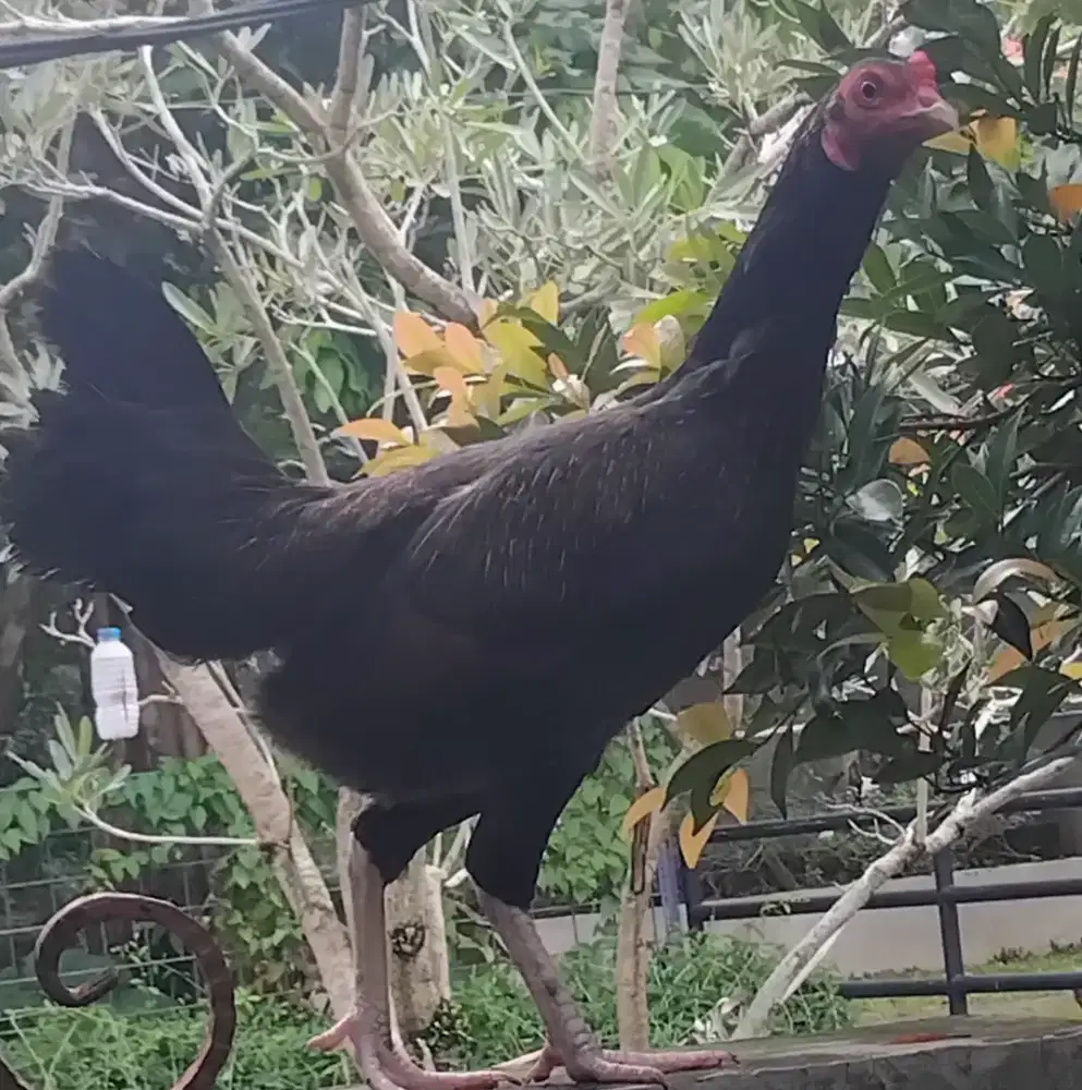 Ayam kampung babon dan 1 anaknya usia 1 minggu