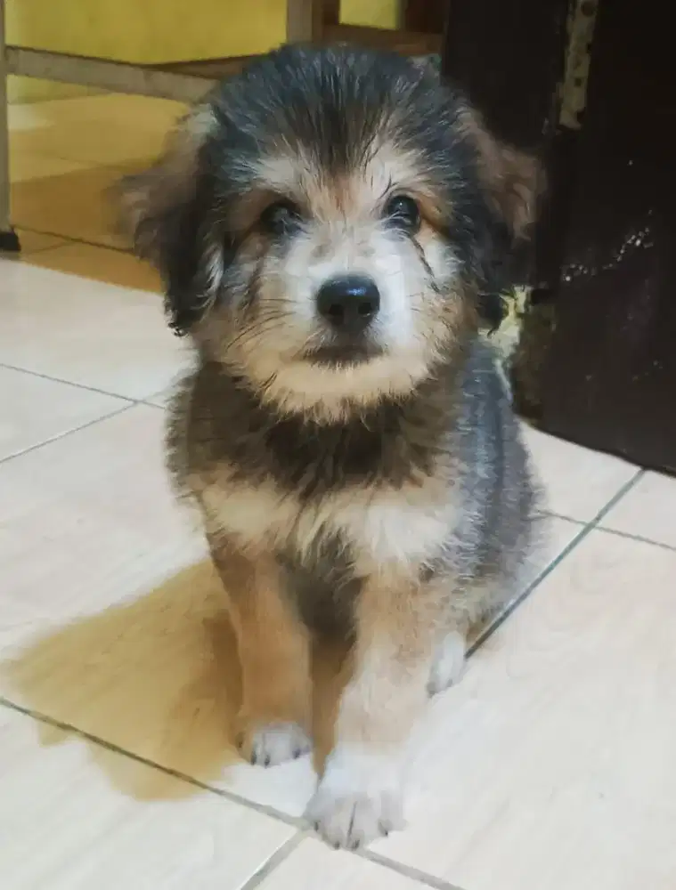 Anak Anjing Mix Poodle/Puppy Mix